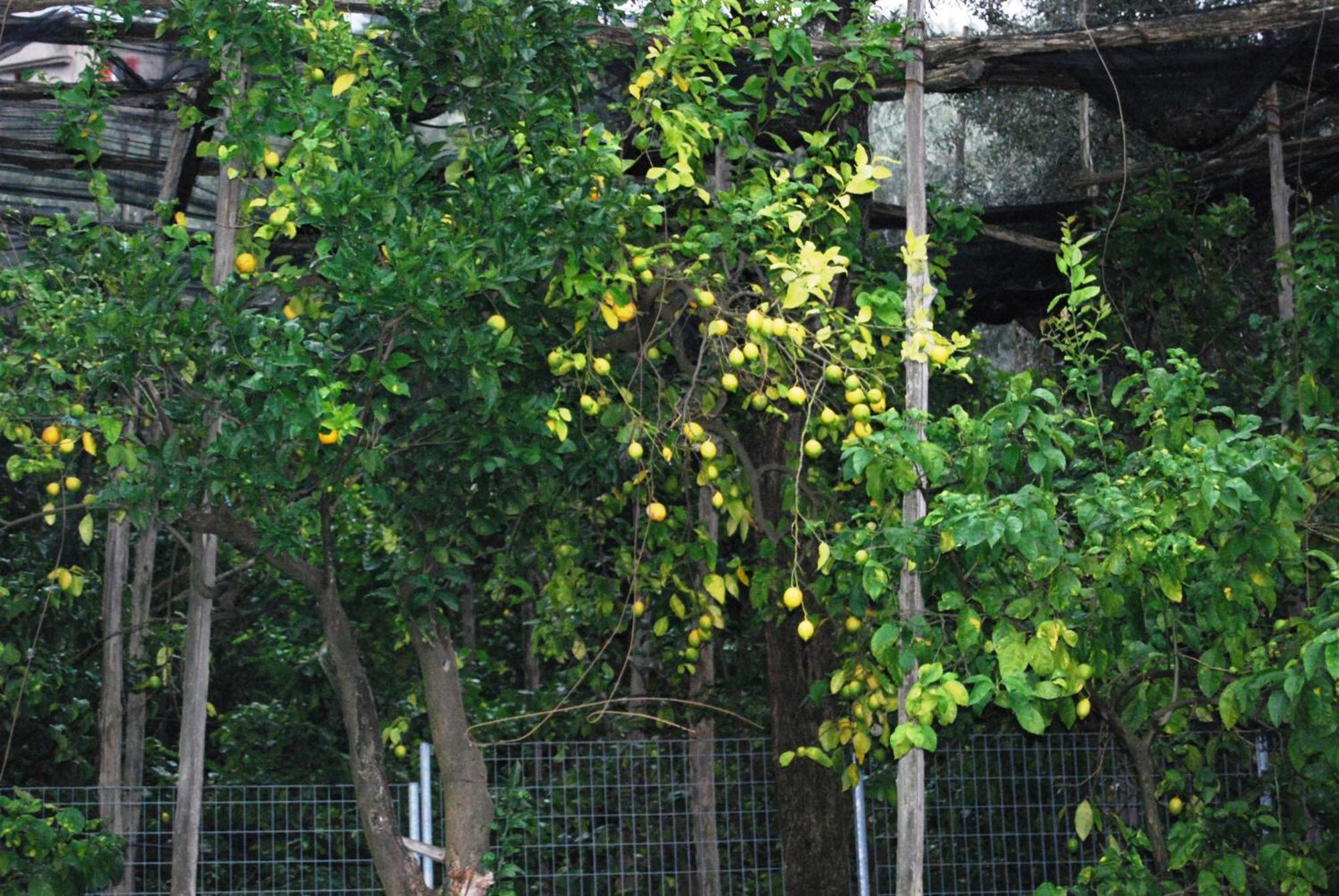 Sorrento Studios Lemons Hill Phòng bức ảnh
